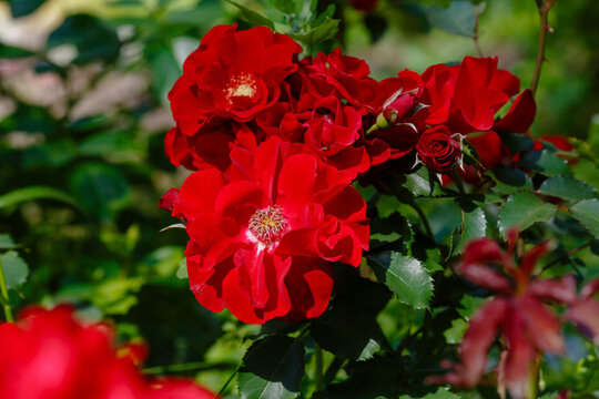 Beautiful red rosa Roter Korsar blooms in garden.jpg, Ferula ( Latin- Ferula ) is a genus of flowering plants of the Umbelliferae family ( Apiaceae )