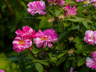 Obraz premium Beautiful Gallica Versicolor Rosa Mundi blooms in garden