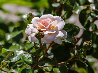 Beautiful rosa Bremer Stadtmusikanten blooms in garden. Rosa 'Graham Thomas' is a variety of English roses