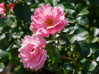 Beautiful pink rosa Sommerwind blooms in garden