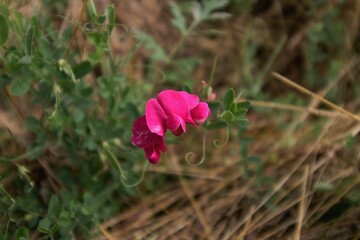 flower in the garden