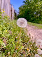 in May, flowers bloom on the street in the city, yellow dandelions