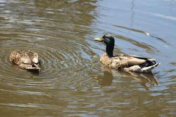 Two ducks swimming in a pond with rippling water