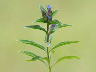 The star gentian or cross gentian with blue flowers, Gentiana cruciata