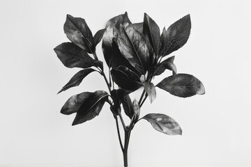 Black and white photography of plants. Leaves, petals. on a white background. Bouquet of leaves
