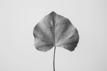 Black and white photography of plants. Leaves, petals. on a white background.