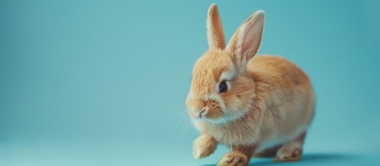 Obraz premium Cute brown bunny rabbit on blue background, adorable pet portrait.