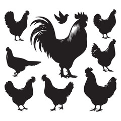 Set of Chicken silhouettes isolated on a white background, Vector illustration.
