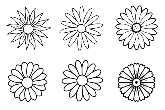 Daisy flower line art Fine-lined daisy illustrations capture essence