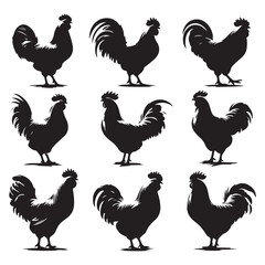 Set of Chicken silhouettes isolated on a white background, Vector illustration.