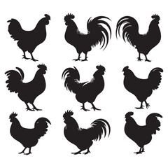 Set of Chicken silhouettes isolated on a white background, Vector illustration.