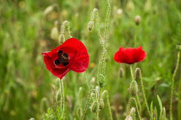 Naklejka premium Vibrant red poppies in a green field, with one flower in sharp focus and the background blurred.