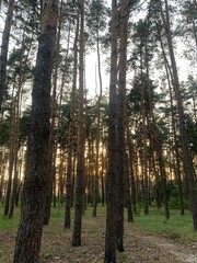 Tree, forest, sun, wood