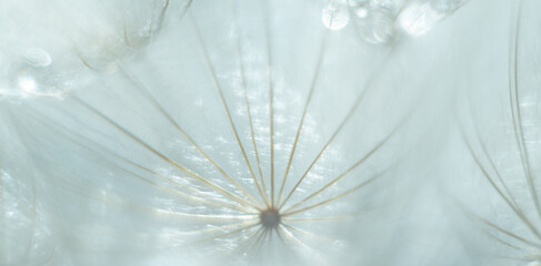 Abstract blurred nature background dandelion seeds parachute.