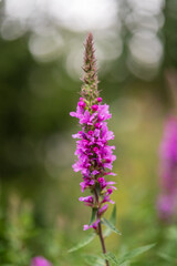 Obraz premium flower