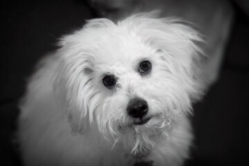 Primo piano cagnolino © Giovanni