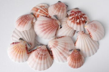 Background made of shells with white and red shades, exotic red and pink patterns. It is suitable for the background that makes the work more exclusive