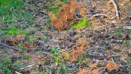 Land in forest in summer with fallen cones, fir needles and branches