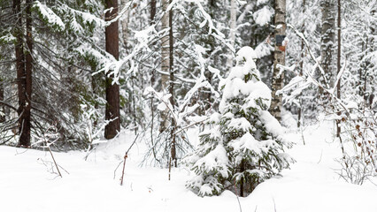 Small Christmas tree in snow in winter frosty forest. New Year's mood. Walking in the countryside. Seasonal woodland