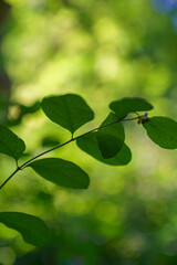 green leaves background