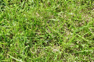 A close view of the green grass turf surface.