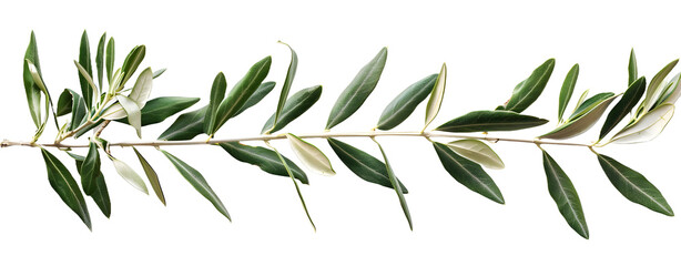 Obraz premium Olive Branch Isolated on a Transparent Background