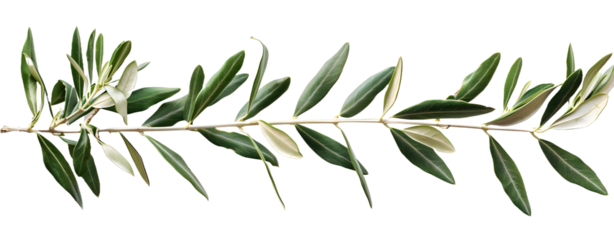 Olive Branch Isolated on a Transparent Background