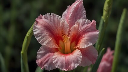 Fototapeta premium A haiku capturing the elegance of a single gladiolus bloom ai_generated