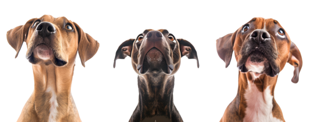 Set of 3 Dogs Isolated on a Transparent Background