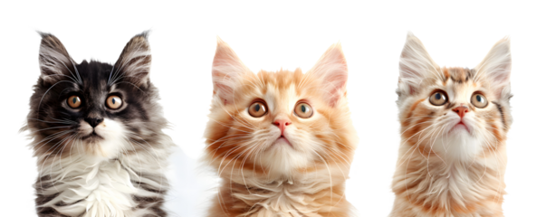 Set of 3 Cats Isolated on a Transparent Background