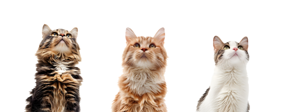 Set of 3 Cats Isolated on a Transparent Background