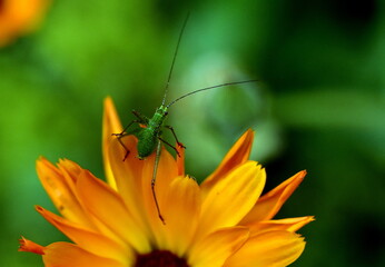 Mini-Heuschrecke auf einer Ringelblume