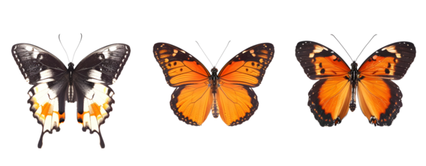 Set of 3 Colorful Butterflies Isolated on a Transparent B
Background