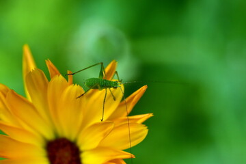 Mini-Heuschrecke auf einer Ringelblume