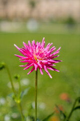 Obraz premium pink flower in the garden