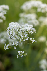 close up photos of seasonal wildflowers