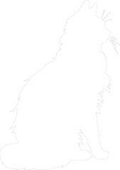 Fototapeta premium Norwegian Forest Cat outline