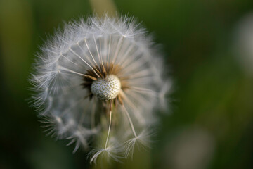 half blown dandelion high resolution images 
