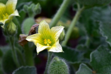 Gelbe Blüte einer Spitzgurke