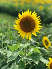 field of sunflowers