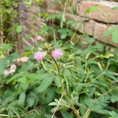 flowers in the garden