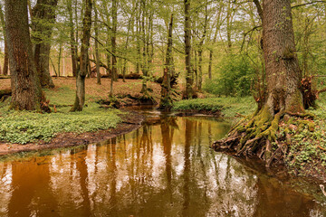 Mała rzeczka wijąca się wśród drzew