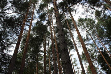 Fototapeta premium Tree crowns in a sunlit forest.