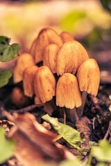 Gromada grzybów rosnąca obok porośniętego mchem powalonego pnia