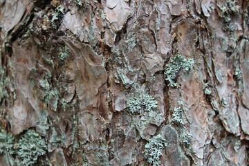 Tree bark with intricate grooves and ridges.