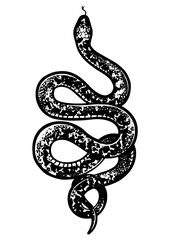 Obraz premium Snake tattoo sketch engraving PNG illustration. T-shirt apparel print design. Scratch board imitation. Black and white hand drawn image.