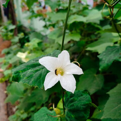 white flower in the garden, a white flower with a bee on it