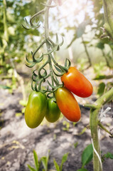 Organic tomatoes in the greenhouse, selective focus.