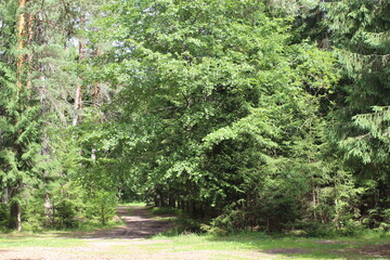 Pathway through a thick forest.