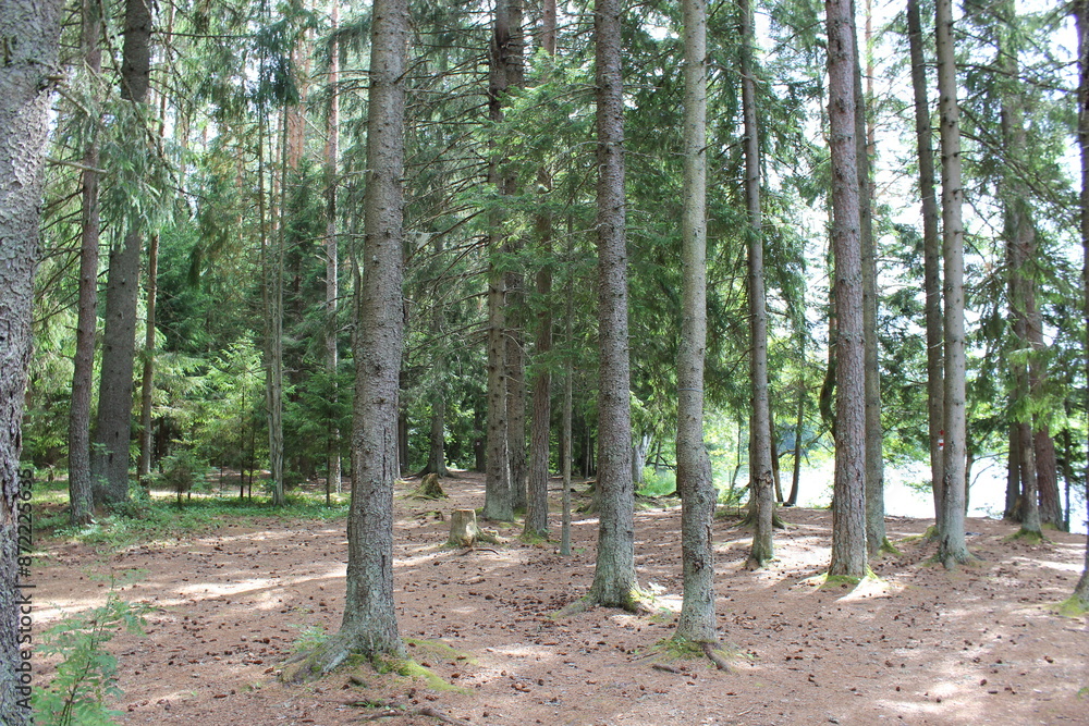 Sticker trees in the forest